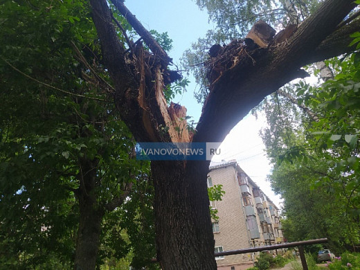В Иванове пенсионер держит аварийное дерево, чтобы ему не выбило окна